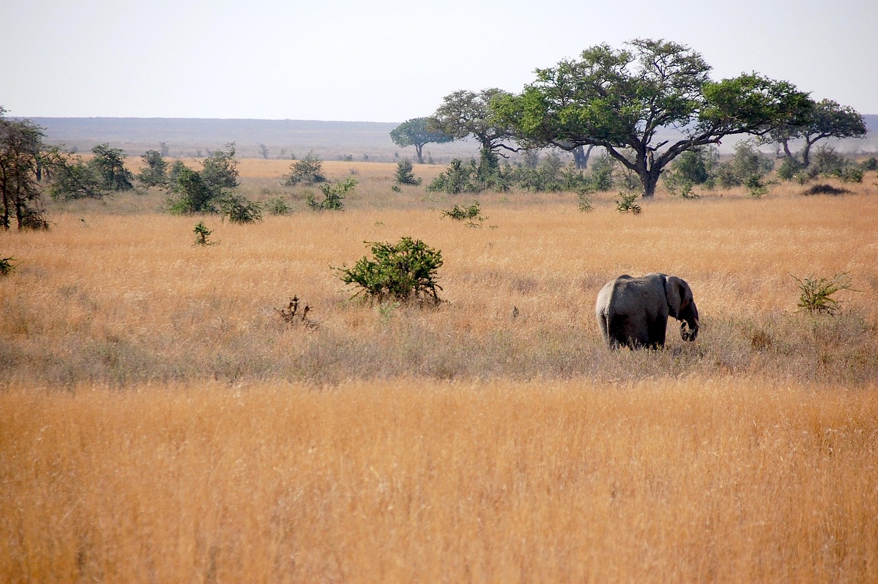 Slon na safariju u Tanzaniji