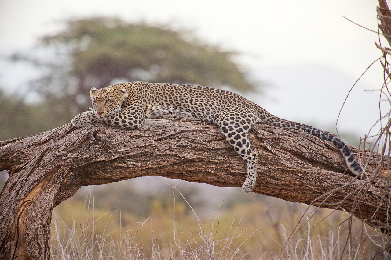 Avio karte Beograd Duala 5 Leopard – divlji svet Afrike
