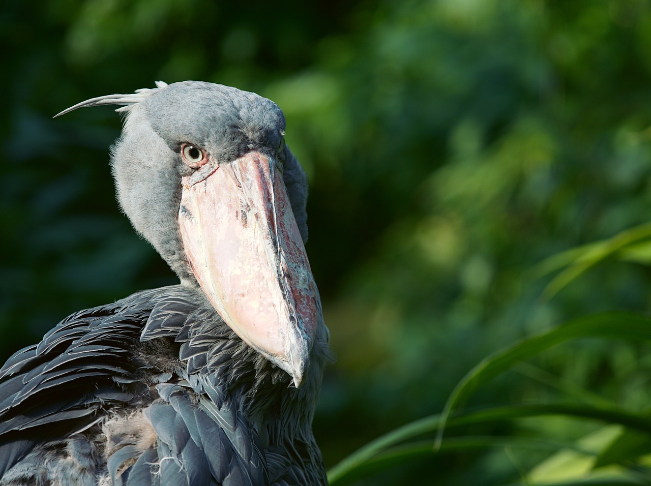 Ptica kitoglava (shoebill)