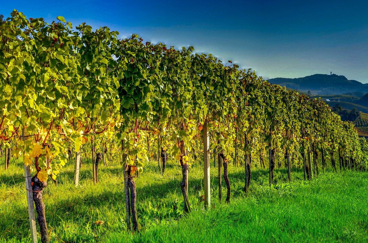 Avio karte Beograd Grac – vinogradi južne Štajerske, izlet iz Graca