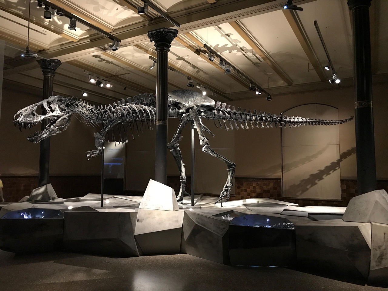 Skelet dinosaurusa u prirodnjačkom muzeju