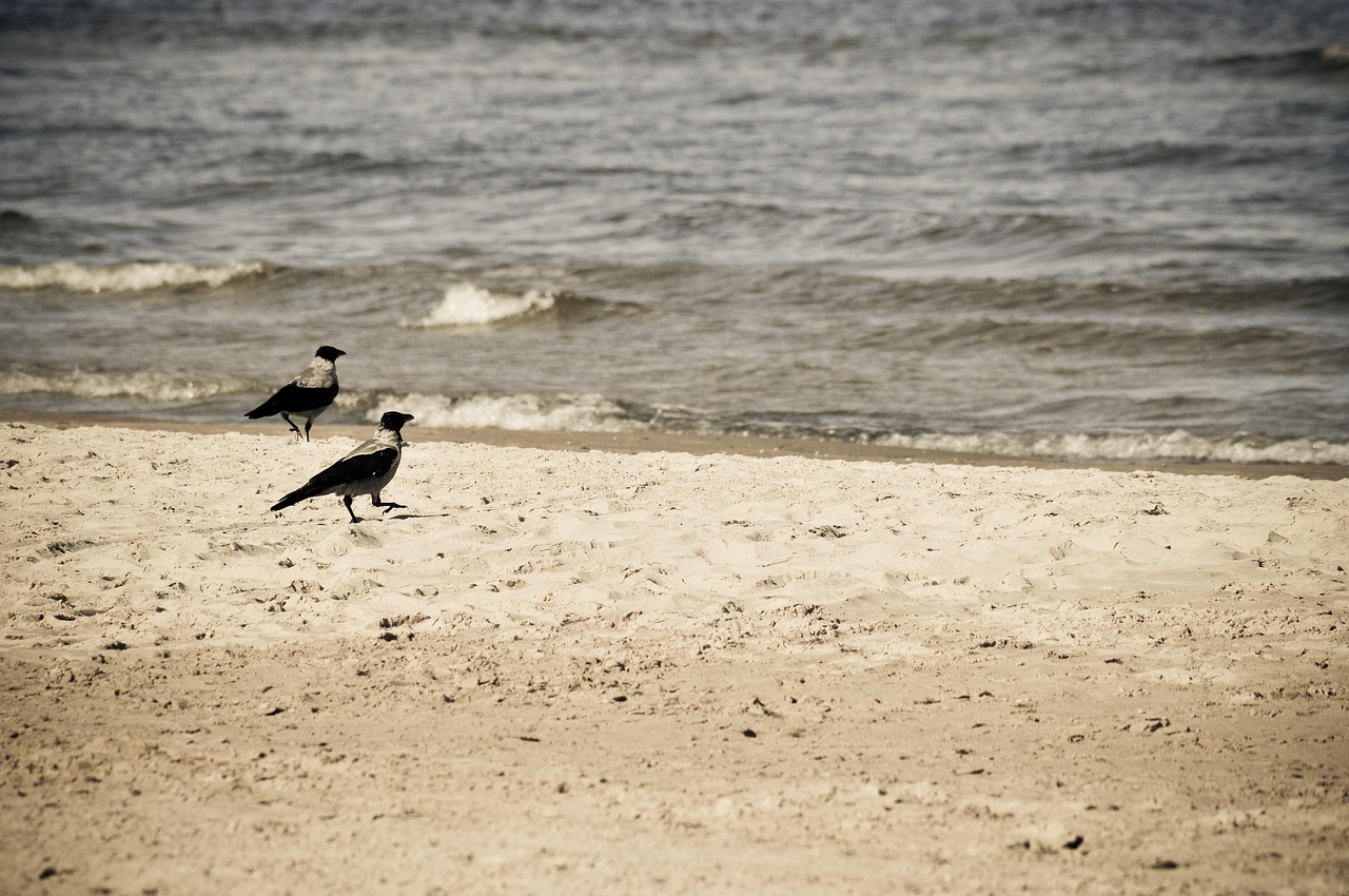Peščana plaža na Baltičkom moru u Letoniji