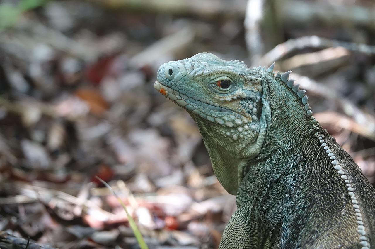 plava iguana sa Grand Kajmana